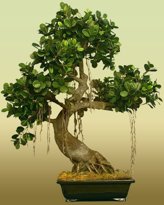 Bonsai Ficus ( Ficus Bonsai / Banyan Bonsai )